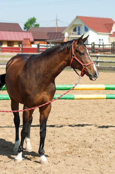 Häst på nära håll — Stockfoto