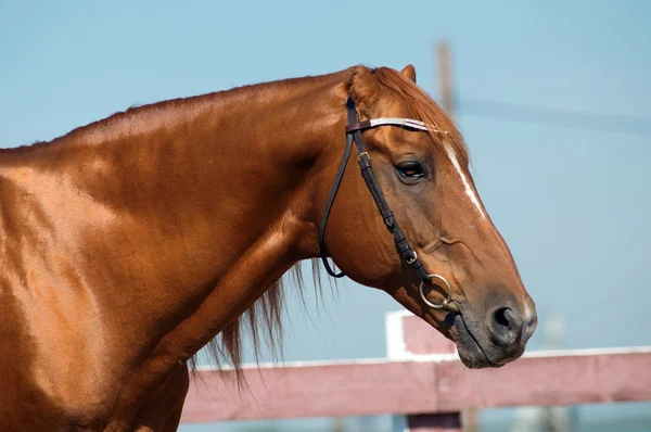 Cabeza de caballo de cerca —  Fotos de Stock