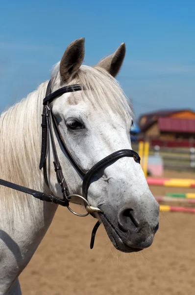 Cabeza de caballo de cerca —  Fotos de Stock