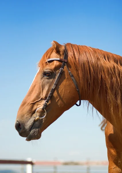 Hästhuvud på nära håll — Stockfoto