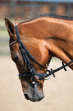 At kafası yakın çekim.