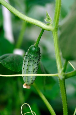 Bir dalda yeşil salatalık 