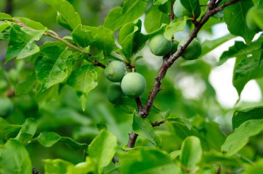 yeşil erik meyve taze yeşil bitki örtüsü ile çevrili bir ağaç dalı. Düşük Dof. Orta noktada odak. 