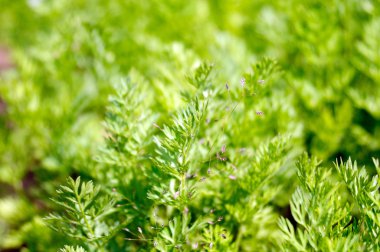 taze dereotu Yeşiller, düşük Dof, odak Merkezi noktada fotoğrafı tonlama kullanılan