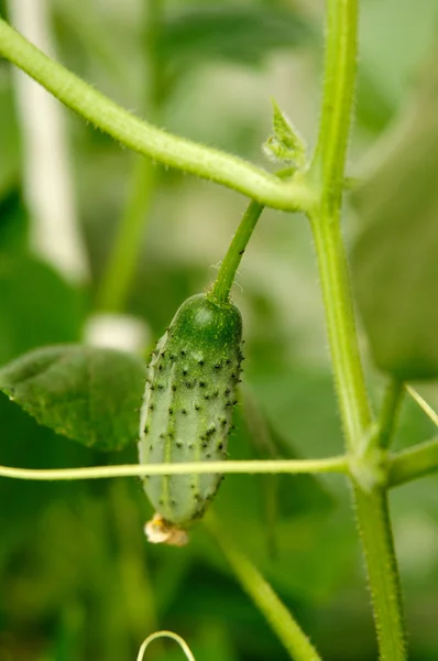 stock image green cucumber on a  branch 