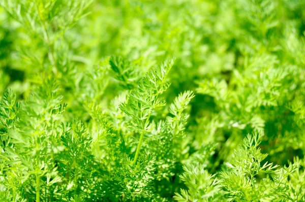 Fresh dill greens,  low DOF, focus at central point, used toning of the photo — Stock Photo, Image