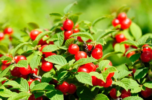 Ripe cherry on a branch — Stock Photo, Image