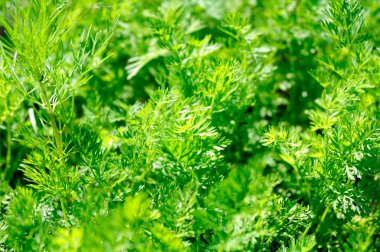 taze dereotu Yeşiller, düşük Dof, odak Merkezi noktada fotoğrafı tonlama kullanılan