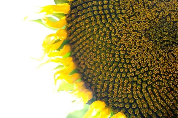 Sonnenblume, gebrauchte Tonung des Fotos. — Stockfoto