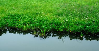 Göl kıyısı, taze yeşil ot. Sakin su yansıma. fotoğrafı tonlama kullanılan