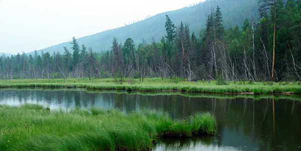 Misty morning on the lake. early summer morning. drizzling rain. forest on the lake. photo toned — Stock Photo, Image