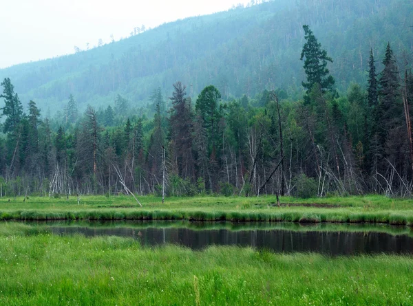 Mañana brumosa en el lago. temprano en la mañana del verano. lluvia lloviznante. bosque en el lago. foto tonificada —  Fotos de Stock