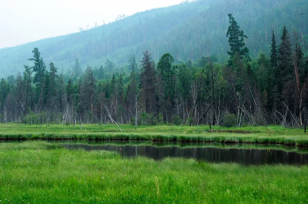 Mañana brumosa en el lago. temprano en la mañana del verano. lluvia lloviznante. bosque en el lago. foto tonificada —  Fotos de Stock