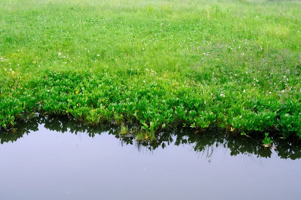 Färskt grönt gräs på sjöstranden. lugnt vatten, reflektion. används för toning av fotot — Stockfoto