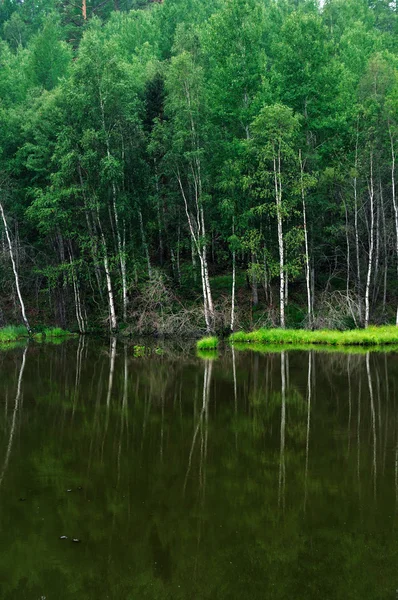 Mattinata nebbiosa sul lago. la mattina di inizio estate. pioggia gocciolante. foresta sul lago. foto tonica — Foto Stock