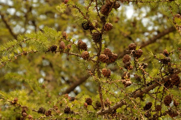 Pequenos cones de larício em um ramo. close-up. foto tonificada . — Fotografia de Stock