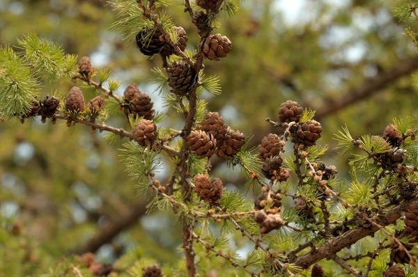 Küçük larch külah dal. yakın çekim. tonda fotoğraf. — Stok fotoğraf