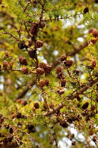 Small larch cones on a branch. close-up. photo toned. — Stock Photo, Image