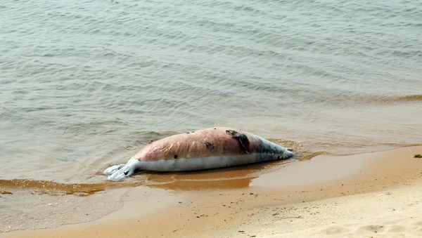 Phoque mort sur la rive du lac Baïkal. Cape Saint Nose.utilisé tonification de la photo . — Photo