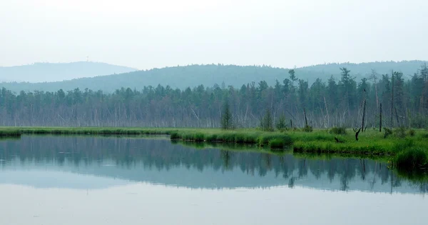 Manhã enevoada no lago. No início da manhã de verão. chuva chuvosa. floresta no lago. foto tonificada — Fotografia de Stock