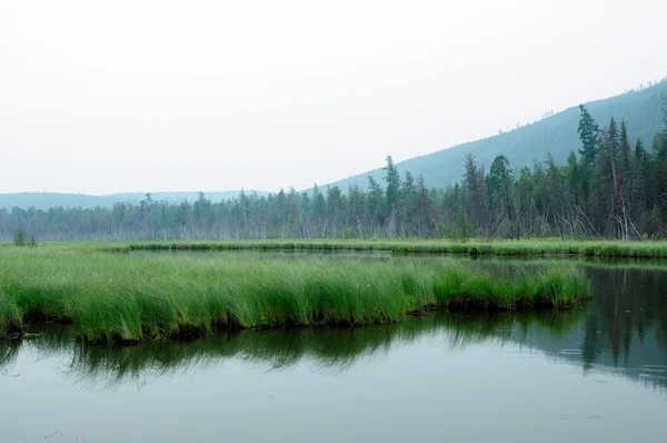 En tåget morgen på søen. tidlig sommermorgen. dryppende regn. skov på søen. foto tonet - Stock-foto