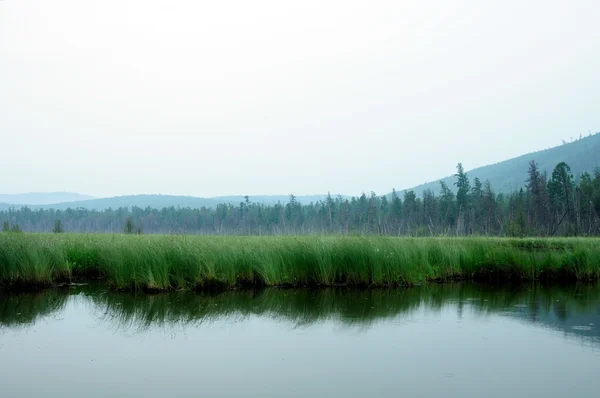 Manhã enevoada no lago. No início da manhã de verão. chuva chuvosa. floresta no lago. foto tonificada — Fotografia de Stock