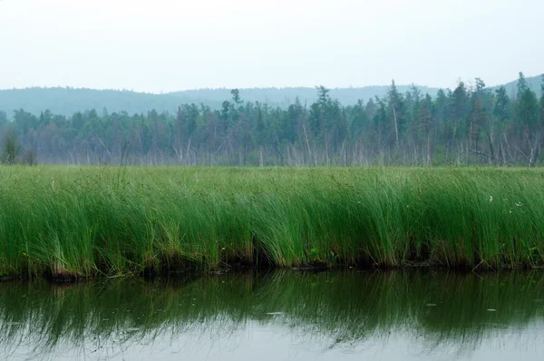 En tåget morgen på søen. tidlig sommermorgen. dryppende regn. skov på søen. foto tonet - Stock-foto