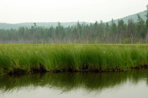 En tåget morgen på søen. tidlig sommermorgen. dryppende regn. skov på søen. foto tonet - Stock-foto