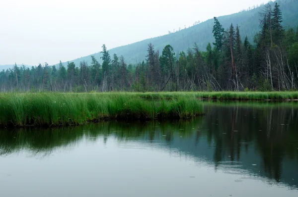 Misty morning on the lake. early summer morning. drizzling rain. forest on the lake. photo toned — Stock Photo, Image