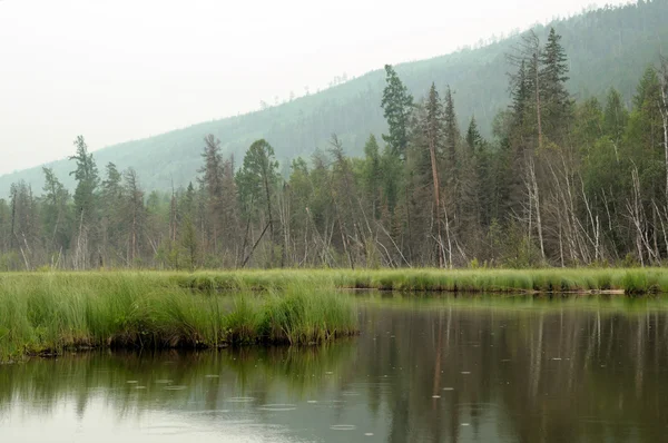 Misty morning on the lake. early summer morning. drizzling rain. forest on the lake. photo toned — Stock Photo, Image