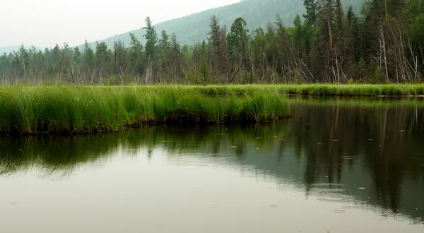 Misty morning on the lake. early summer morning. drizzling rain. forest on the lake. photo toned — Stock Photo, Image