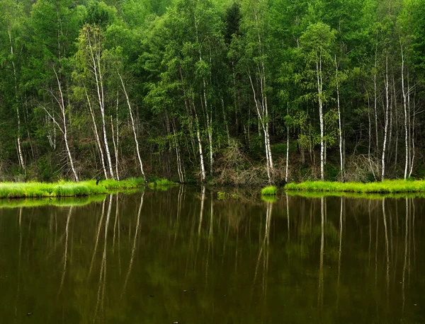 Nebliger Morgen auf dem See. Frühsommermorgen. Nieselregen. Wald am See. Foto abgeschwächt — Stockfoto