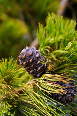 pine cones on a branch. Photo toned clipart