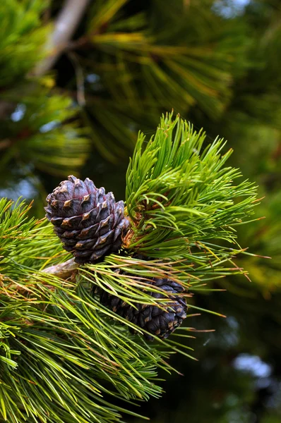 Cones de pinheiro em um ramo. Foto tonificada — Fotografia de Stock