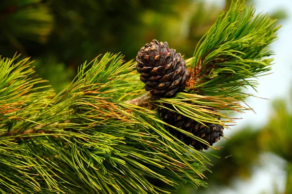 Cones de pinheiro em um ramo. Foto tonificada — Fotografia de Stock