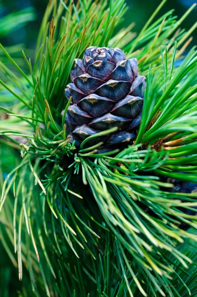 Cones de pinheiro em um ramo. Foto tonificada — Fotografia de Stock