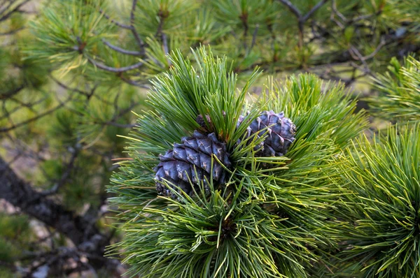 Cones de pinheiro em um ramo. Foto tonificada — Fotografia de Stock