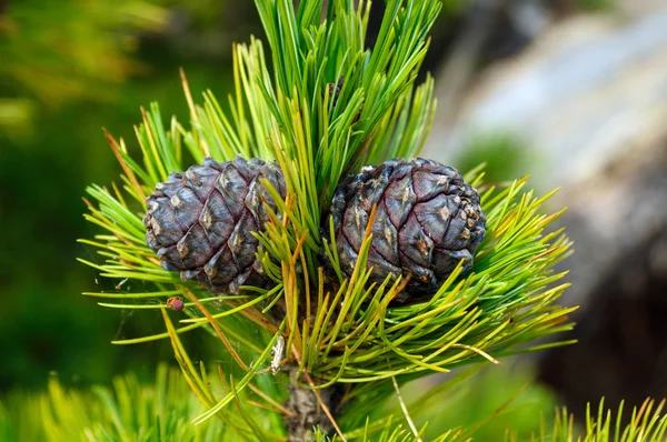 Cones de pinheiro em um ramo de cedro. Foto tonificada — Fotografia de Stock