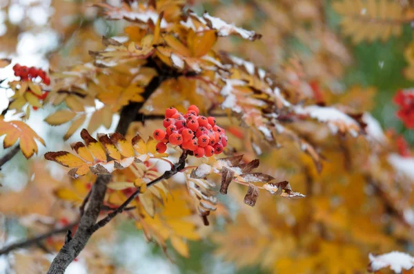 Först snö på ashberry, Foto tonas — Stockfoto