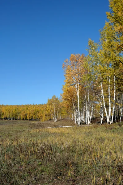 Яркий пейзаж. осень в лесу. — стоковое фото