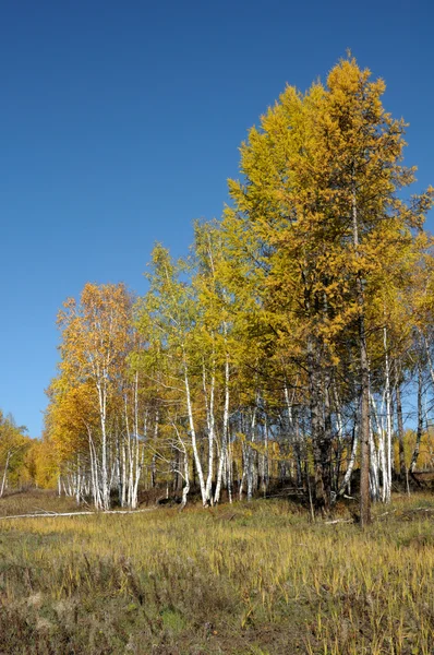 Helle Landschaft. Herbst im Wald.Foto getönt — Stockfoto