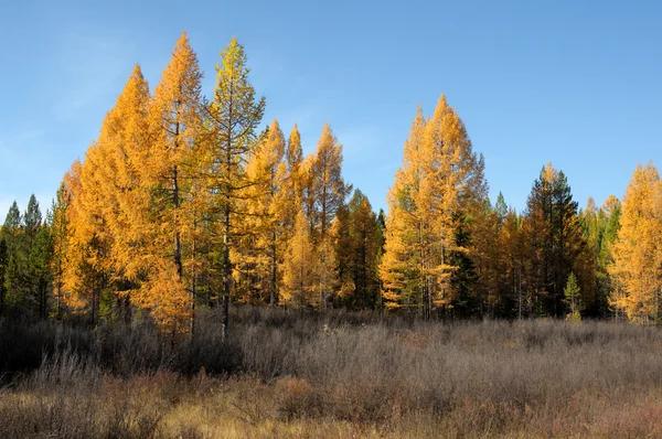 Helle Landschaft. Herbst im Wald.Foto getönt — Stockfoto