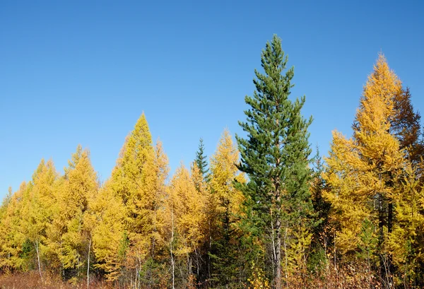 Helle Landschaft. Herbst im Wald.Foto getönt — Stockfoto