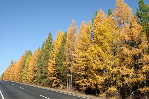 Helle Landschaft. Herbst im Wald.Foto getönt — Stockfoto