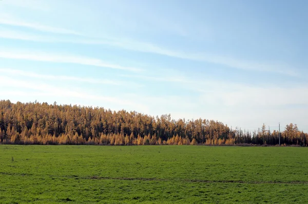 Helder groen gras op herfst veld. Foto toned — Stockfoto