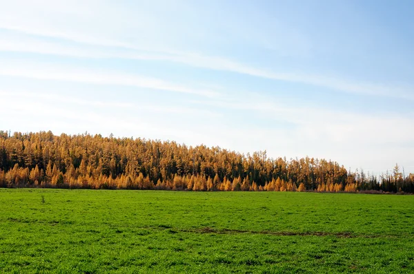 Leuchtend grünes Gras auf dem Herbstfeld. Foto abgeschwächt — Stockfoto