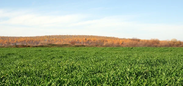 Jasně zelené trávy na podzimní field. Foto laděných — Stock fotografie