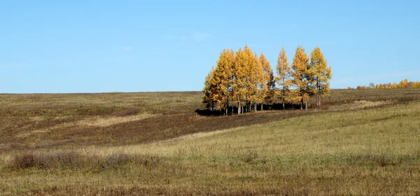 Kék ég alatt a hatalmas steppes.melancholic őszi táj. magányos fa sárga lomb. tónusú fénykép — Stock Fotó