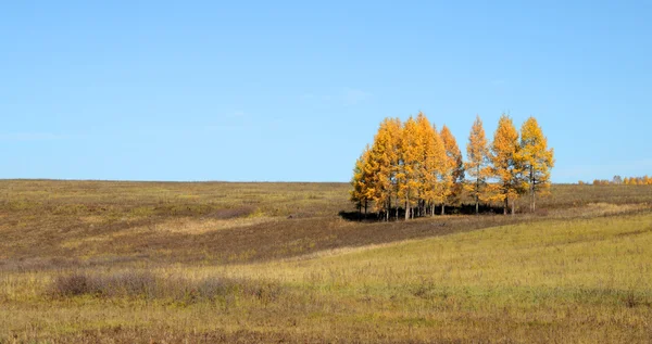 Голубое небо над бескрайними степями. одинокое дерево с желтой листвой. фото в тонировке — стоковое фото
