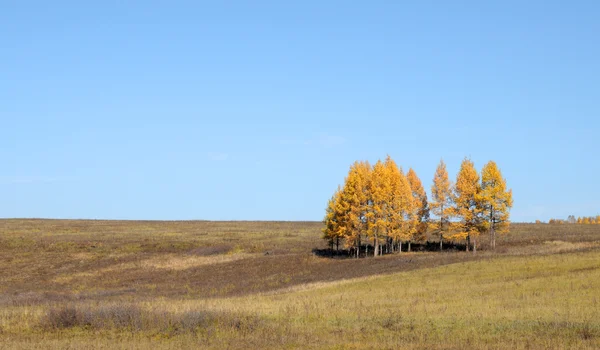 Kék ég alatt a hatalmas steppes.melancholic őszi táj. magányos fa sárga lomb. tónusú fénykép — Stock Fotó